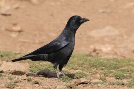 Czarnowron - Corvus corone - Carrion Crow