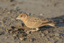 Pustynka płowa - Eremopterix leucopareia - Fischer's Sparrow Lark