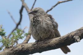 Sawannik - Histurgops ruficauda - Rufous-tailed Weaver