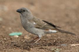 Wróbel siwogłowy - Passer griseus - Northern Grey-headed Sparrow