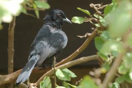 Mucharka lśniąca - Melaenornis pammelaina - Southern Black Flycatcher