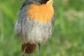 Złotokosik ogrodowy - Dessonornis caffer - Cape Robin Chat