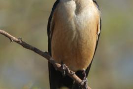 Jaskółka rudawa - Cecropis daurica - Red-rumped Swallow
