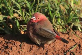 Amarantka czerwonodzioba - Lagonosticta senegala - Red-billed Firefinch