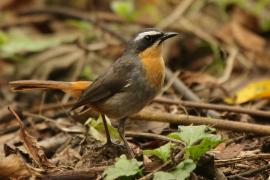 Złotokosik ogrodowy - Dessonornis caffer - Cape Robin Chat