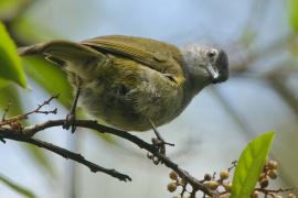 Bilbil ciemnołbisty - Arizelocichla nigriceps - Mountain Greenbul