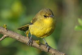 Zaganiacz górski - Iduna similis - Mountain Yellow Warbler