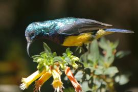 Nektarnik fioletowy - Cinnyris venustus - Variable Sunbird