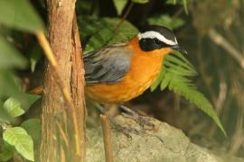 Złotokos białobrewy - Cossypha heuglini - White-browed Robin-Chat