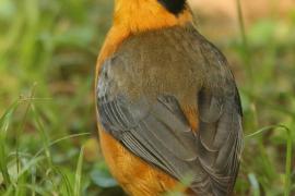 Złotokos białobrewy - Cossypha heuglini - White-browed Robin-Chat