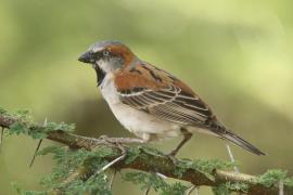 Wróbel rdzawobrewy - Passer rufocinctus - Kenya Rufous Sparrow