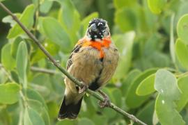 Wikłacz półobrożny - Euplectes ardens - Red-collared Widowbird