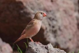 Gilak pustynny - Bucanetes githagineus - Trumpeter Finch