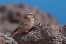 Gilak pustynny - Bucanetes githagineus - Trumpeter Finch