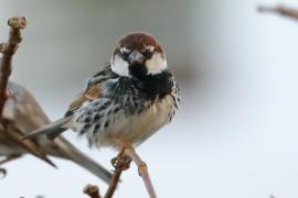 Wróbel śródziemnomorski - Passer hispaniolensis - Spanish Sparrow