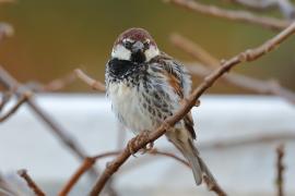 Wróbel śródziemnomorski - Passer hispaniolensis - Spanish Sparrow