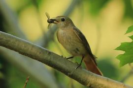 Pleszka - Phoenicurus phoenicurus - Common Redstart
