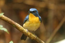 Niltawa trójbarwna - Cyornis tickelliae - Tickell's Blue Flycatcher