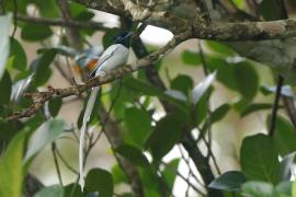 Muchodławka rajska - Terpsiphone paradisi - Indian Paradise-flycatcher