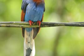 Kitta ozdobna - Urocissa ornata - Sri Lanka Blue Magpie