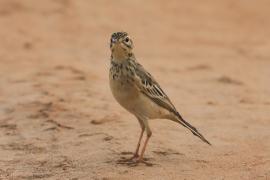 Świergotek rdzawy - Anthus rufula - Paddyfield Pipit