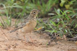 Świergotek rdzawy - Anthus rufula - Paddyfield Pipit