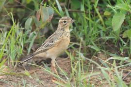 Świergotek rdzawy - Anthus rufula - Paddyfield Pipit