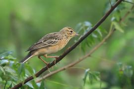 Świergotek rdzawy - Anthus rufula - Paddyfield Pipit