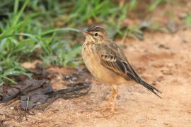 Świergotek rdzawy - Anthus rufula - Paddyfield Pipit