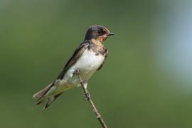 Dymówka - Hirundo rustica - Barn Swallow