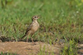 Świergotek rdzawy - Anthus rufula - Paddyfield Pipit