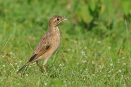 Świergotek rdzawy - Anthus rufula - Paddyfield Pipit