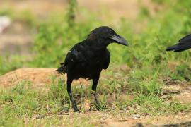 Wrona wielkodzioba - Corvus macrorhynchos - Large-billed Crow