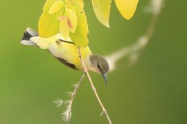 Nektarnik żółtobrzuchy - Leptocoma zeylonica - Purple-rumped Sunbird