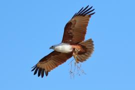 Kania braminska - Haliastur indus - Brahminy Kite