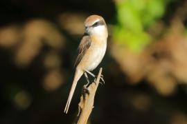Dzierzba brązowa - Lanius cristatus - Brown Shrike