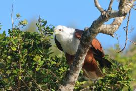 Kania braminska - Haliastur indus - Brahminy Kite