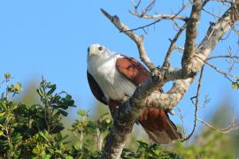 Kania braminska - Haliastur indus - Brahminy Kite