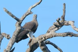 Rybożer białosterny - Ichthyophaga ichthyaetus - Grey-headed Fish Eagle