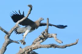 Rybożer białosterny - Ichthyophaga ichthyaetus - Grey-headed Fish Eagle