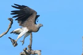 Rybożer białosterny - Ichthyophaga ichthyaetus - Grey-headed Fish Eagle