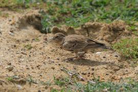 Pustynka szarawa - Eremopterix griseus - Ashy-crowned Sparrow Lark