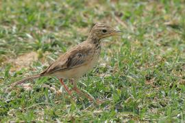 Świergotek rdzawy - Anthus rufula - Paddyfield Pipit