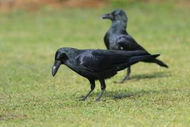 Wrona wielkodzioba - Corvus macrorhynchos - Large-billed Crow