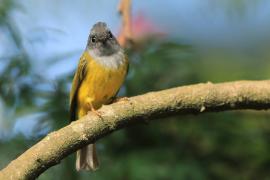 Komarówka szarogłowa - Culicicapa ceylonensis - Grey-headed Canary-flycatche