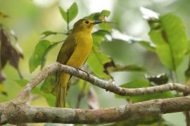 Szczeciak złotolicy - Acritillas indica - Yellow-browed Bulbul