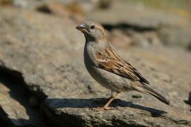 Wróbel - Passer domesticus - House Sparrow