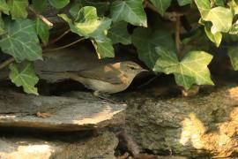 Piecuszek - Phylloscopus trochilus - Willow Warbler