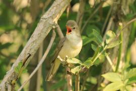 Łozówka - Acrocephalus palustris - Marsh Warbler