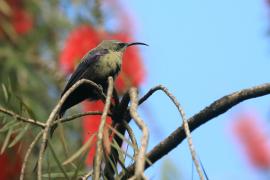 Nektarnik piękny - Cinnyris pulchellus - Beautiful Sunbird